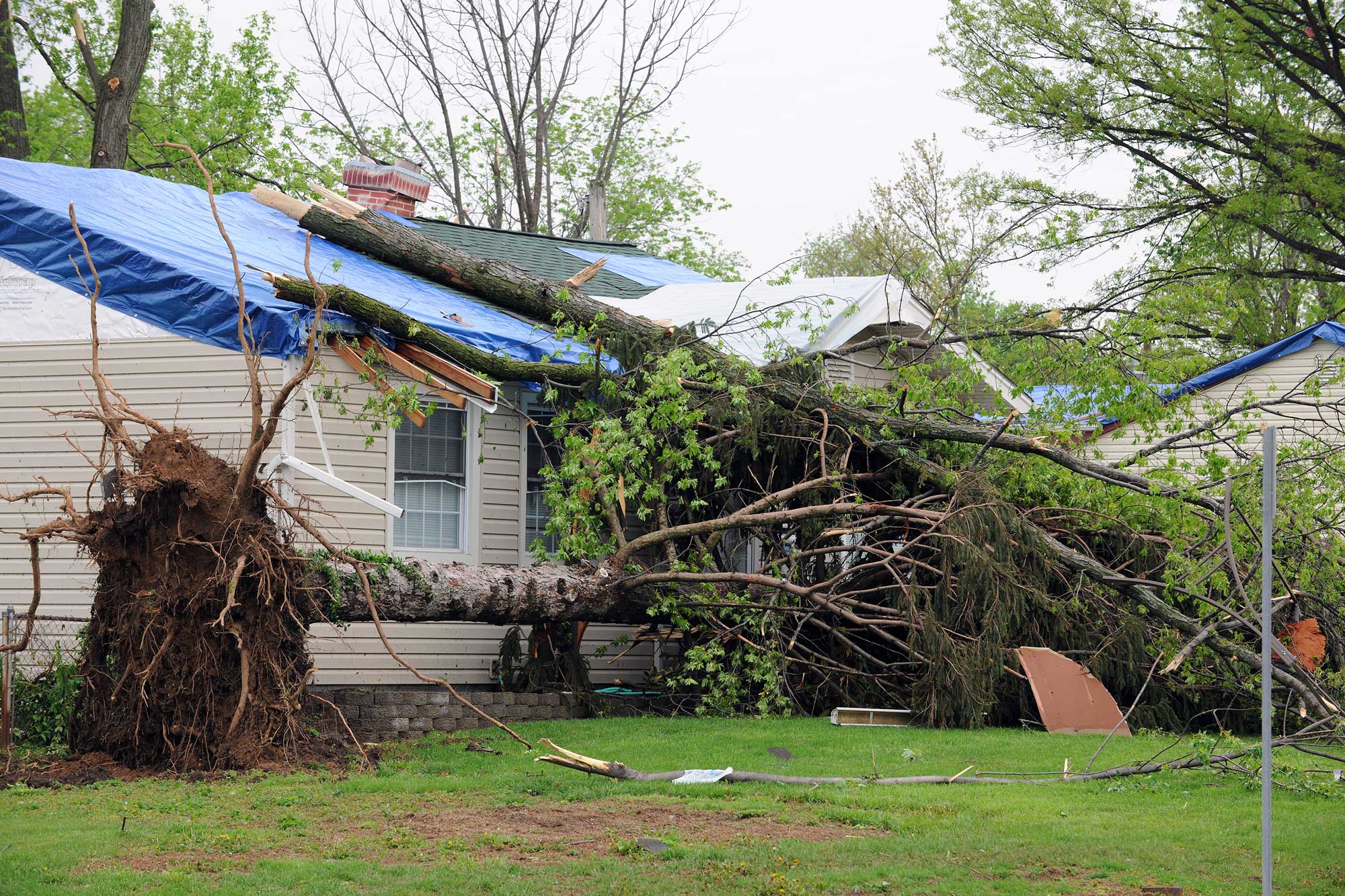 What to Do When a Tree Falls on Your Roof
